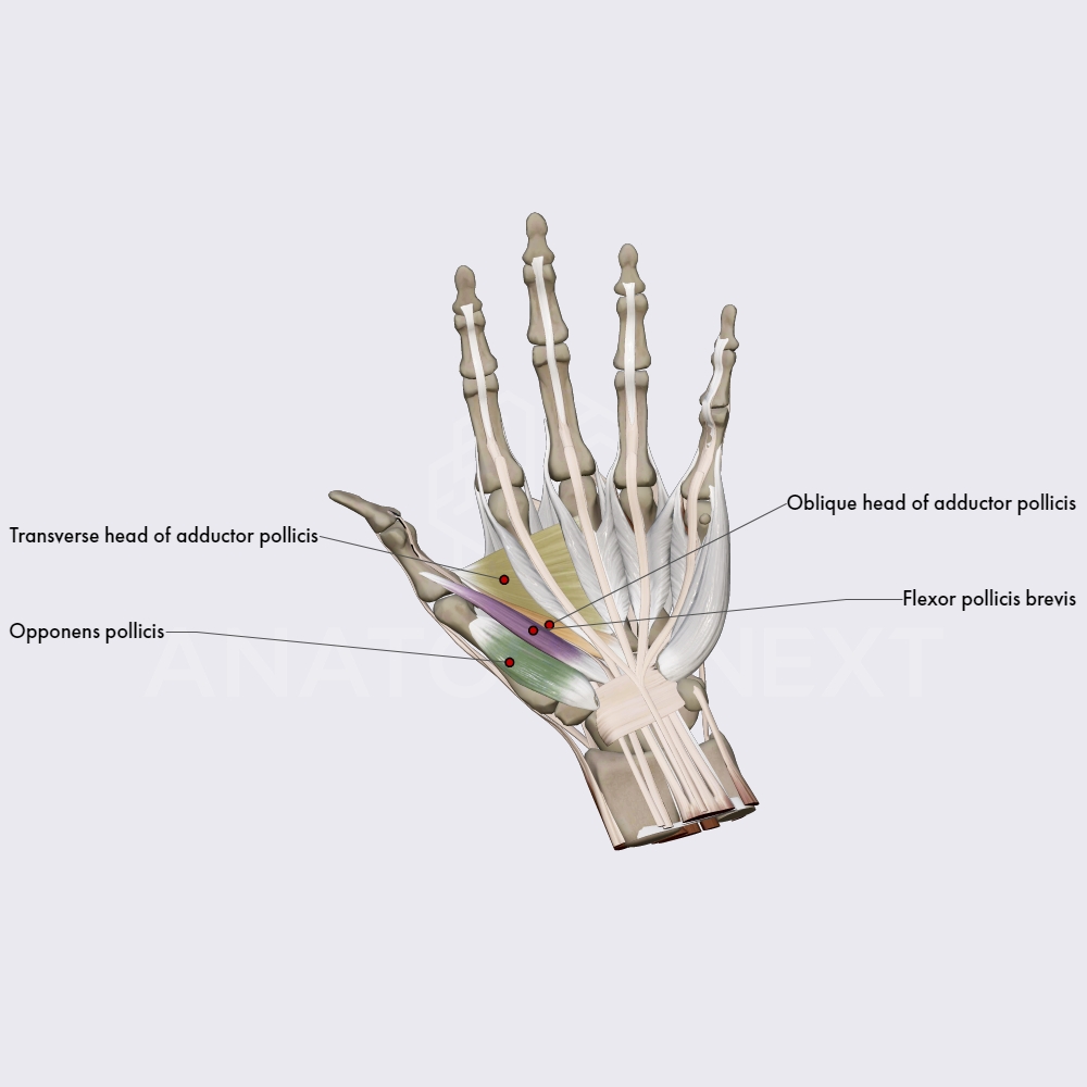 Lateral group of hand muscles (part 2)